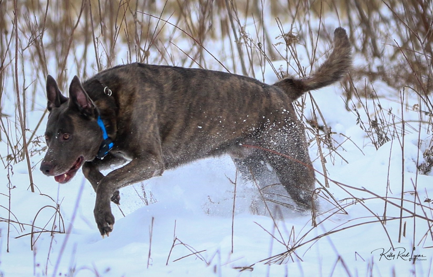 SD WSD UJJ UAGI URO1 USJCH GRCH CA EN CHERCAR'S I'M YOUR BLIND SPOT SPOT-ON