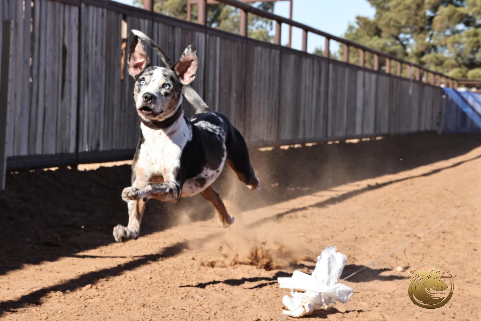 DASH 9-30 Group 4-DWP 7951 UKC Southern Classic 2026-HR3-(ZF-3258-31150-1-001)