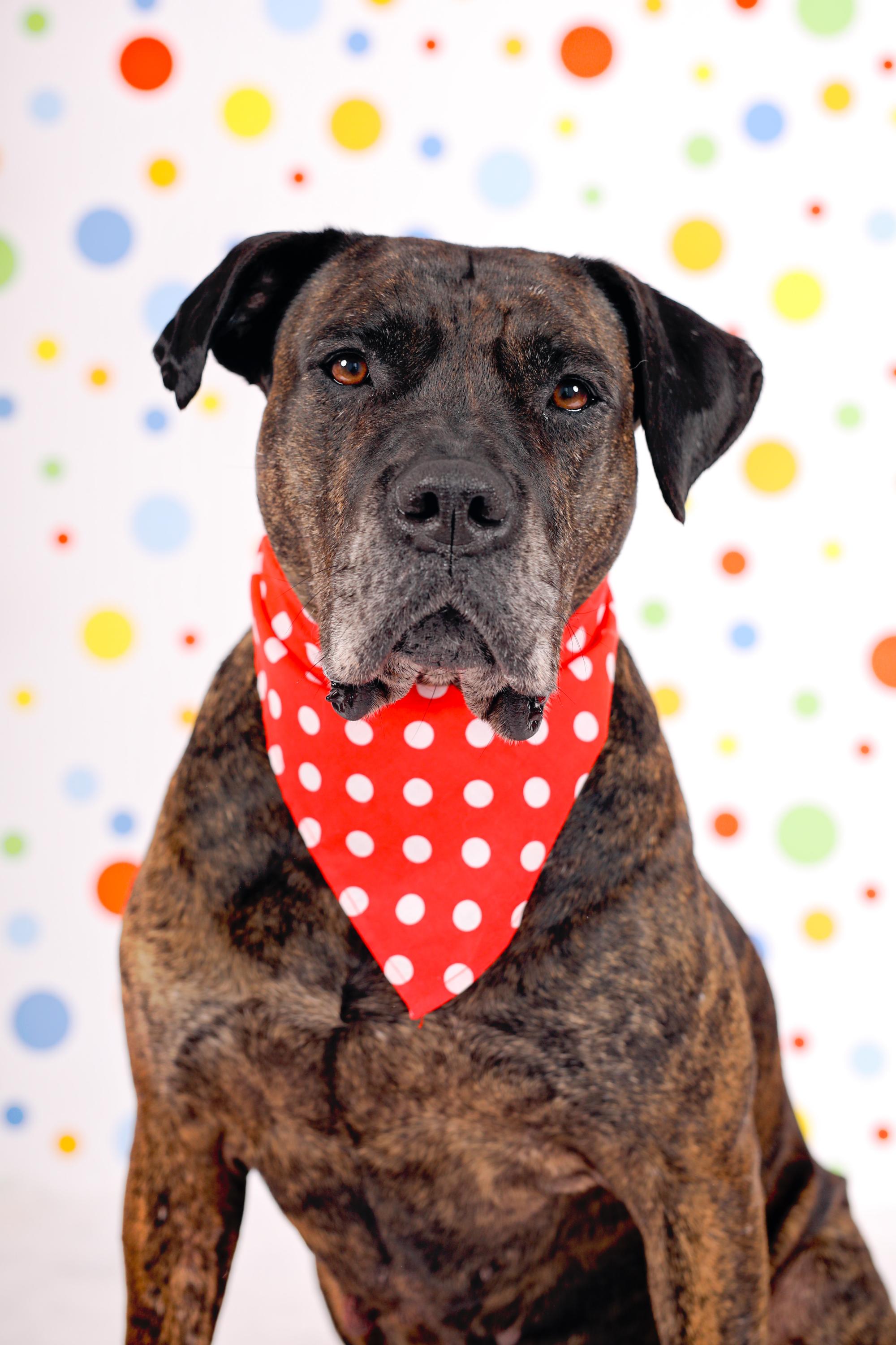 SD2 UWP UJJCH RATS EHD EN URO2 GRCH CAX RAEAH DE CABEZA GRANDE SPOT-ON