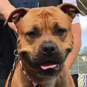 SD2 DASH RACEA UWPV NC GJJCH UAGI VPU AP3 PTS CAS UWPCH URO1 RATO GRCH ALPINE 'S SWEET CHOCOLATE CHIP SPOT-ON   SD2 DASH RACEA UWPV NC GJJCH UAGI VPU AP3 PTS CAS UWPCH URO1 RATO GRCH ALPINE 'S SWEET CHOCOLATE CHIP SPOT-ON