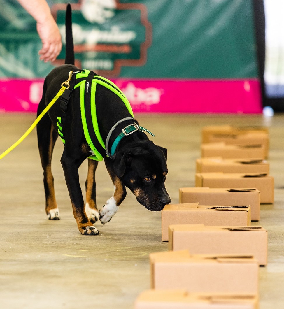 SD2 BA HOP DASH NNCH BN SN CA EHD RACEM UWPU AP8 VPU UEWPCH URO2 GRCH MONAGHA N'S SYROTUCK SPOT-ON