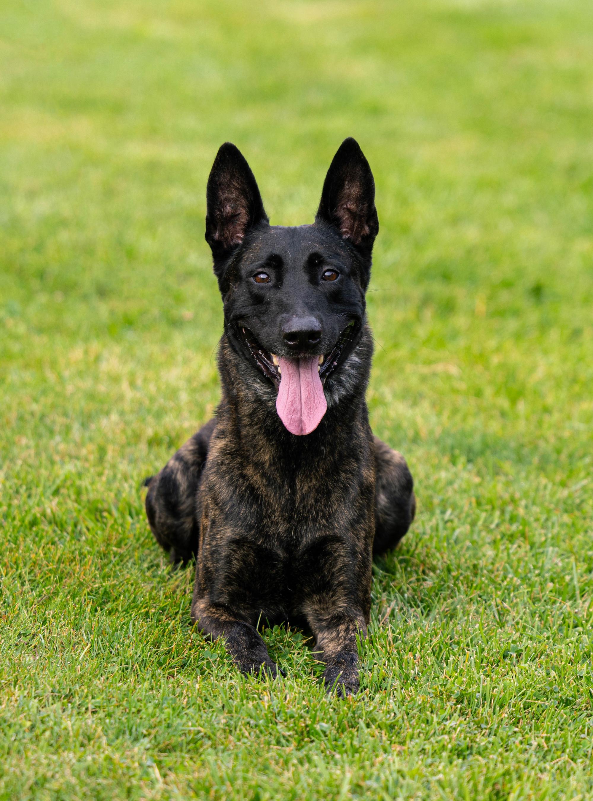 SD RATO WSD UCD BN UWP EN CAX URO3 EGCH VON DER KINGS SUPERHERO SPOT-ON