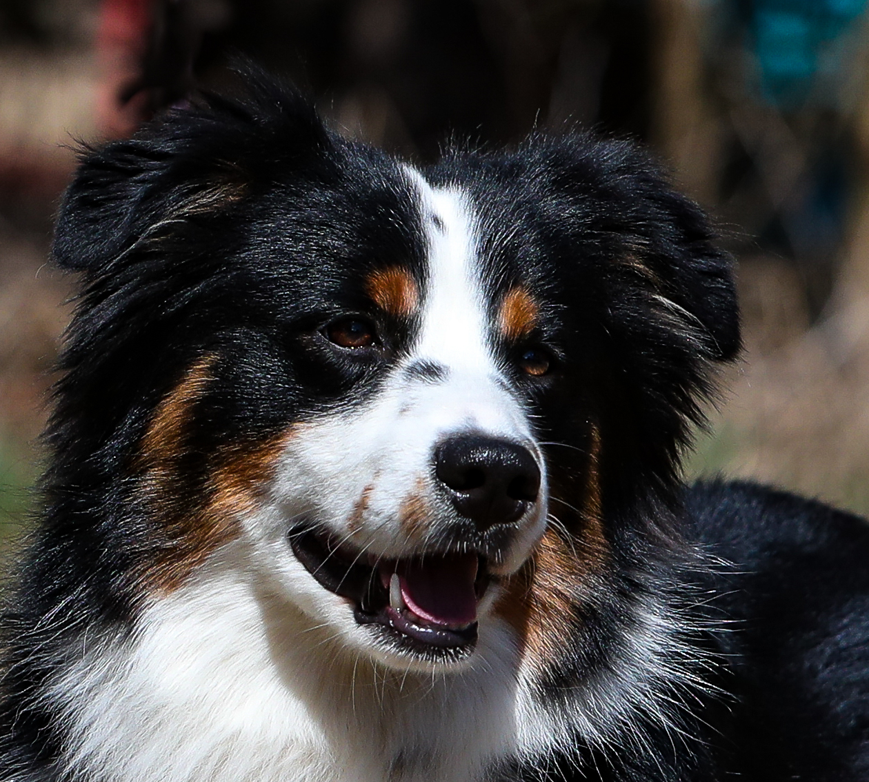 SD UCD NHD PN CA HOP RUSH RACEM UJJCH URO2 USA UFA UAGI GRCH MN PTE WIGGLEBUT T JETT'S SONIC BOOM