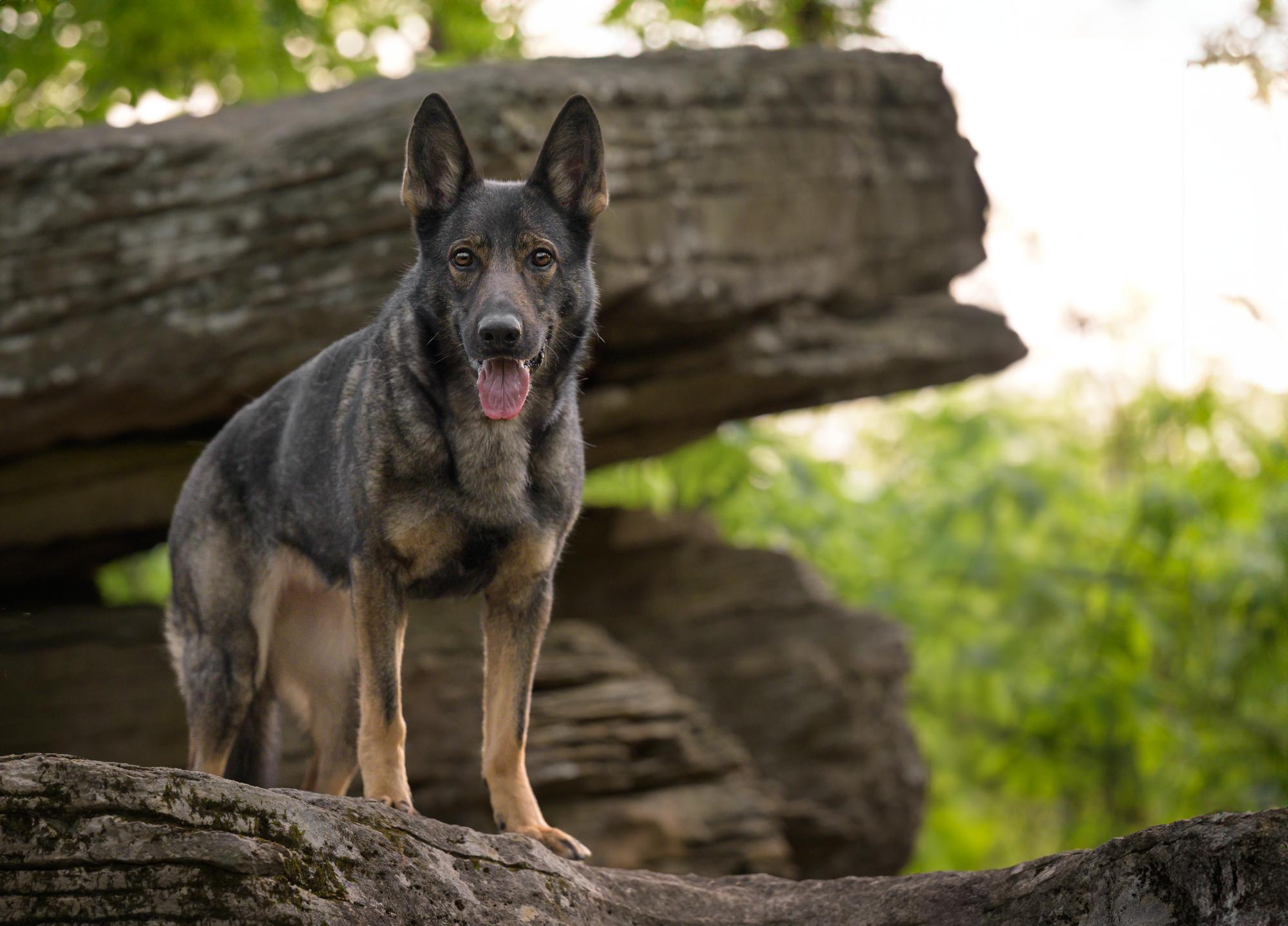 SD CA UJJ NHD DASH NN AI BN NTD AP VPA UWPCH RACEN ROM GRCH XIO Z WEBERHAUS S T-ON                                                                 P863750