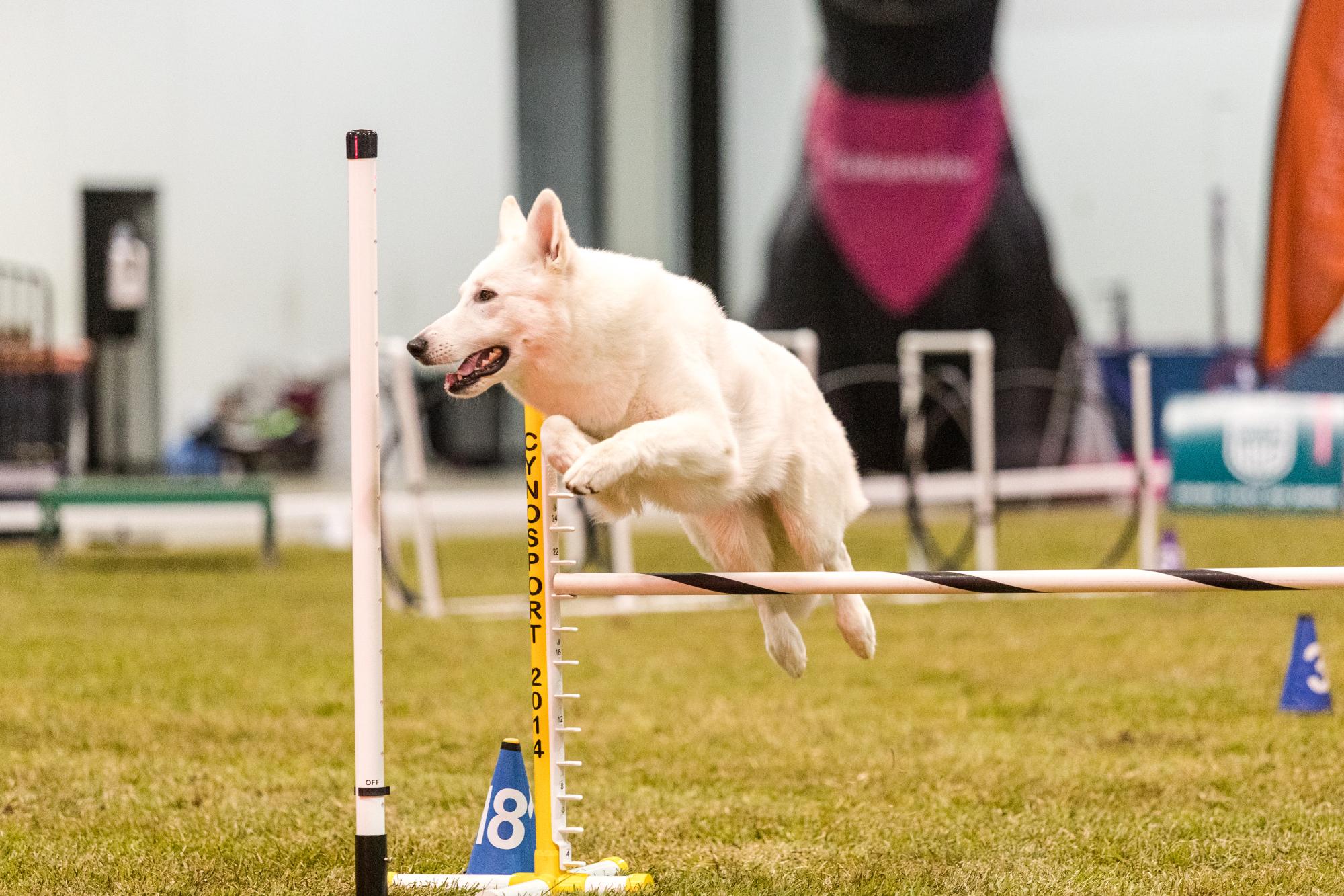 SD2 NTD NE RACEA RMX2 ACD UACH UJJCH NV URX2 IA UROG UAGI RMG UWP UCDX EGCH R OYAL'S FURRARI FREEDOM RIDE SPOT-ON