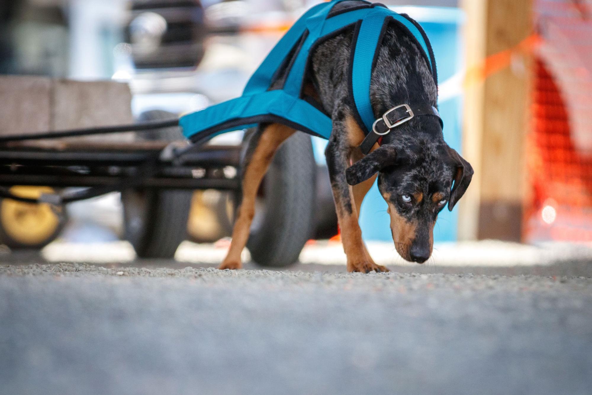 SD2 HOP DASH MV BA MI UWPS SN AP4 VPU RACEM EHD UWPCHX CA URO2 GRCH KOON'S LA DRAMA SPOT                                                                  SD2 HOP D