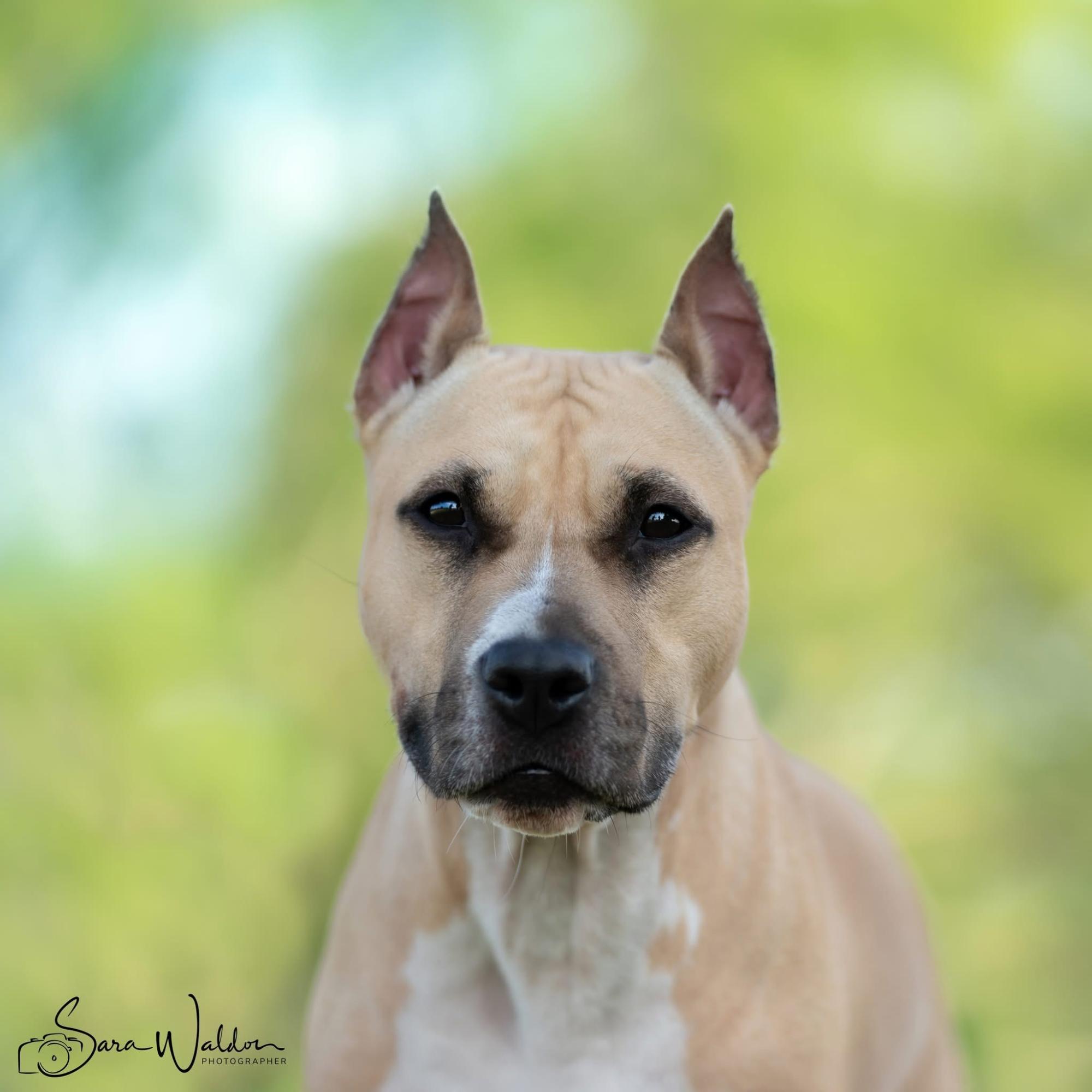 SD2 ACH NTD USJCH MV NHD NNCH EI CHSD RACEA UWPS UJJCH SN AP4 VPA EC RATN UWP CHX URO1 EGCH KAYO'S IRISH CHARM OF PIXLEY SPOT-ON