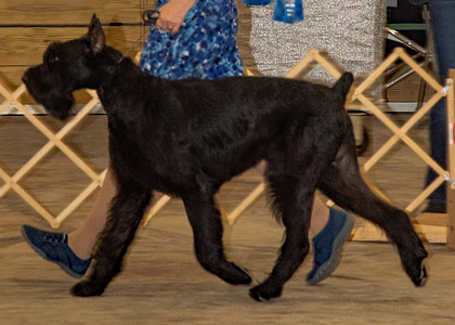 SD AC AV NN BA UROC UCDX RATN UWP ROM CH VERWOHNTER TEUFEL VOM FURSTENHAUS SP OT-ON