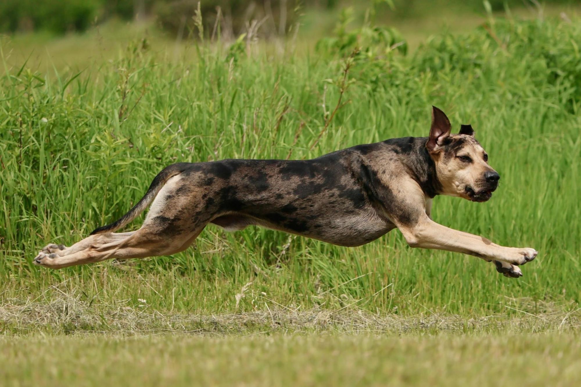 SD HOP NV UWP NC RACEA RUSH URO1 CAS GRCH C CROSS KHYBER SPOT-ON