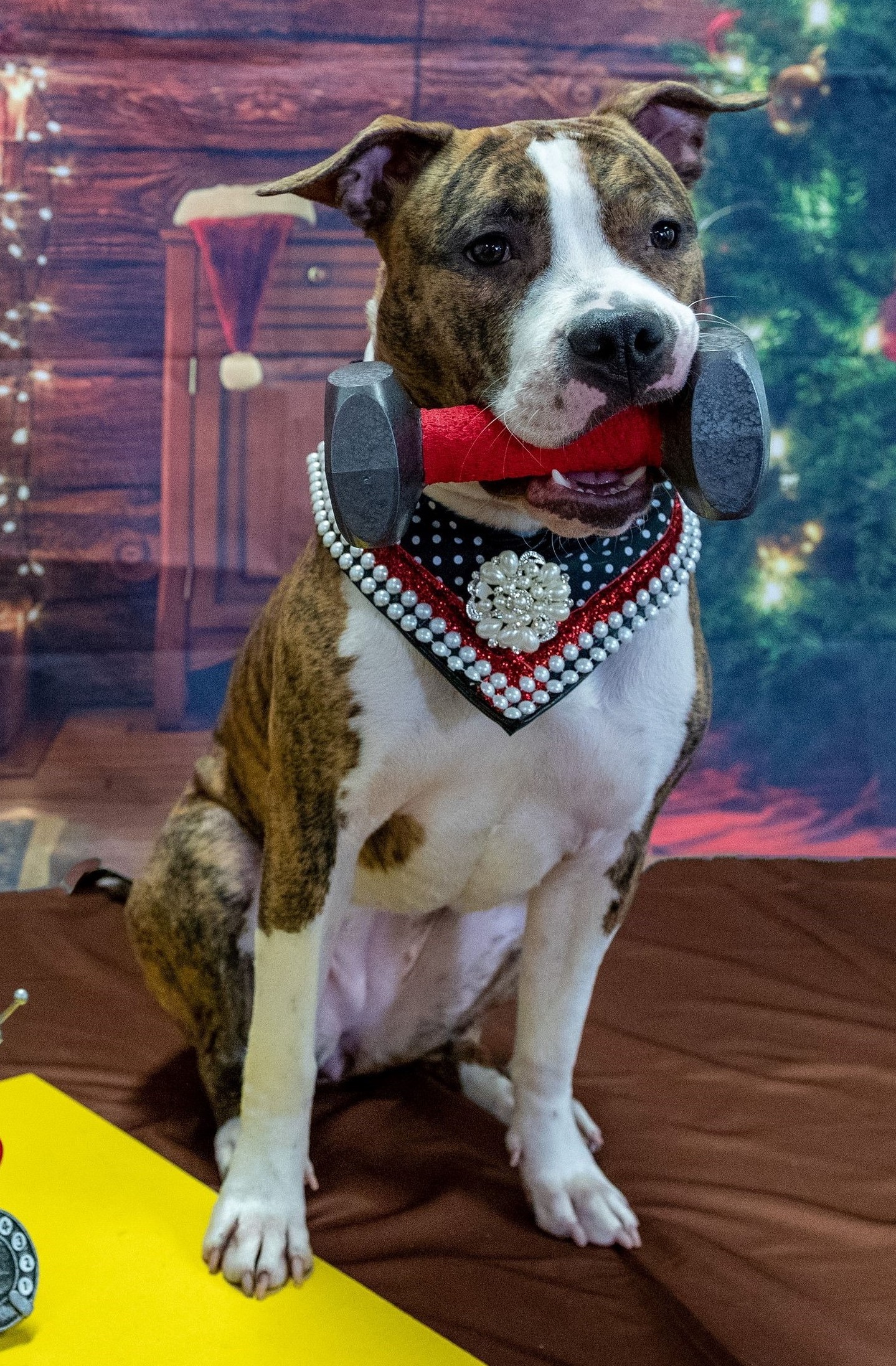 SD VPA DASH USJ UCD AP RACEA CH UJJ URO2 UWPCH MICHL R TALK SOUTHERN TO ME Y' ALL SPOT-ON