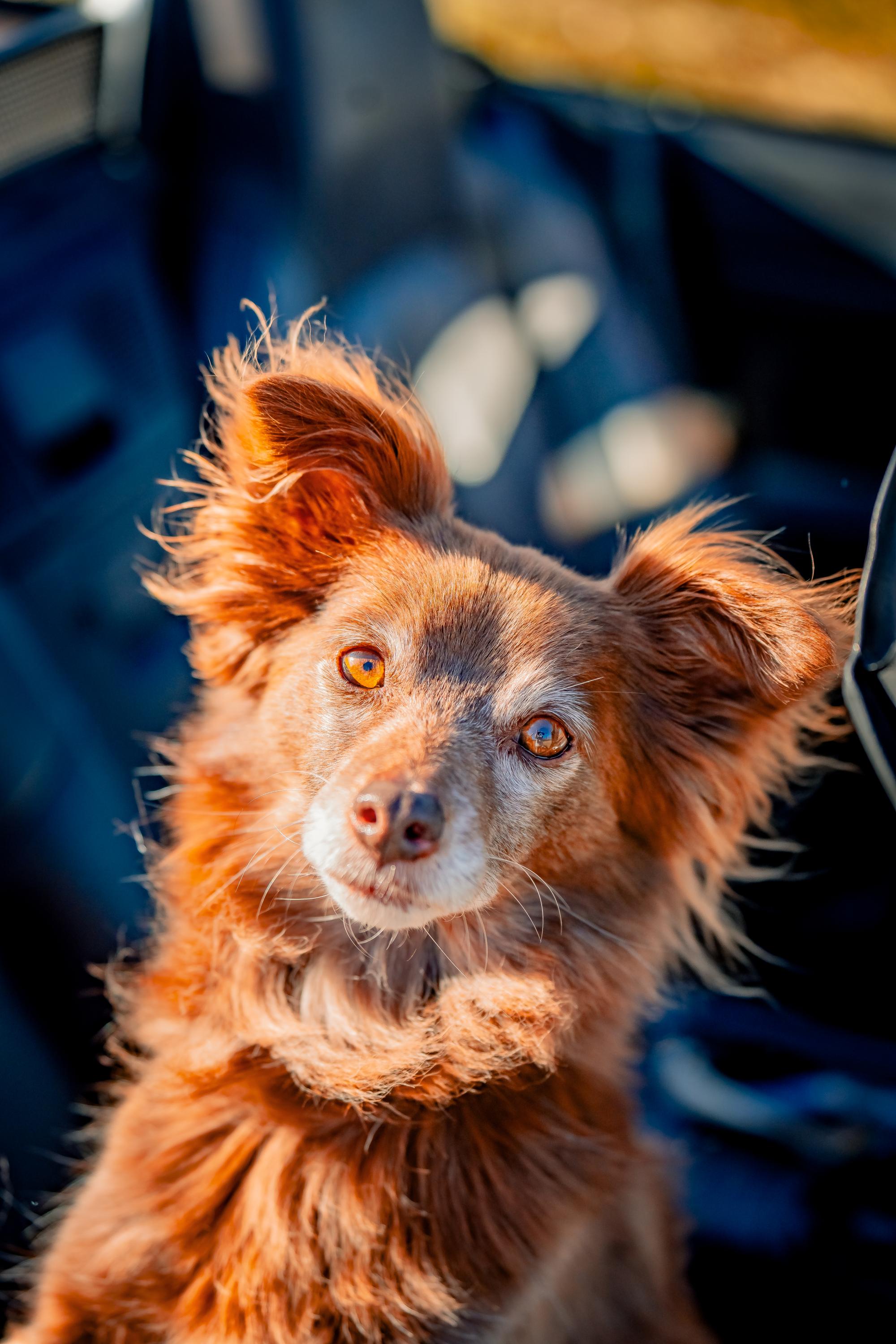 SD URX EGC NWCH DASH HOP ROM UWP RACEE UROC PN CA UAGI USGCH UFGCH SWEET AS C OLORADO TOFFEE SPOT-ON