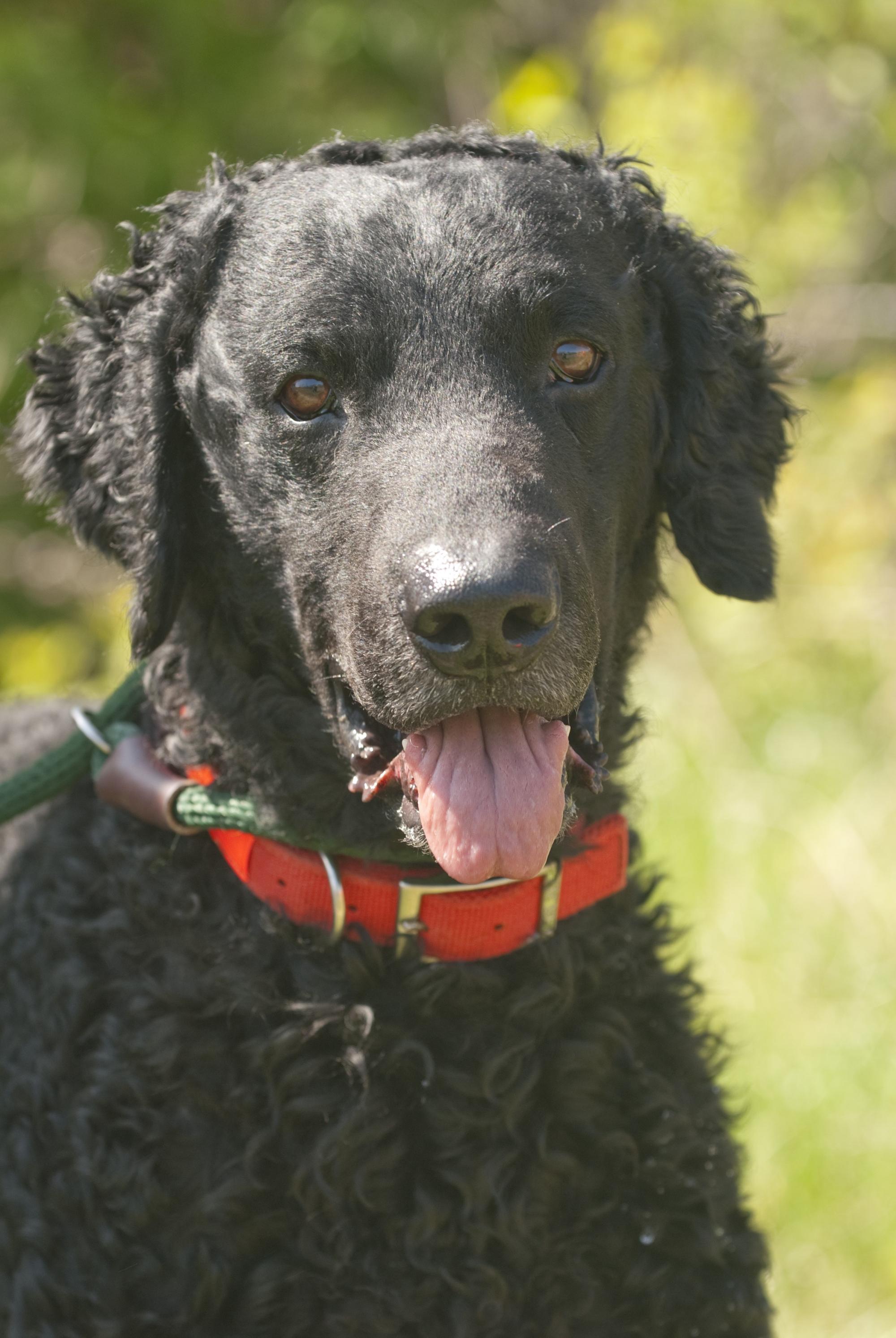 SD UNJ URO3 UCD SHR UAGII UWP GRCH BELTANE'S BODACIOUS BLUE