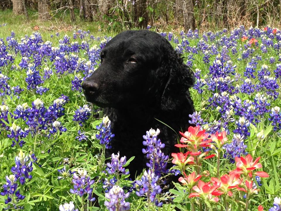 SD UNJ UCD CA URO3 UAGII GRCH SUMMERWIND RAINBOW'S PROMISE