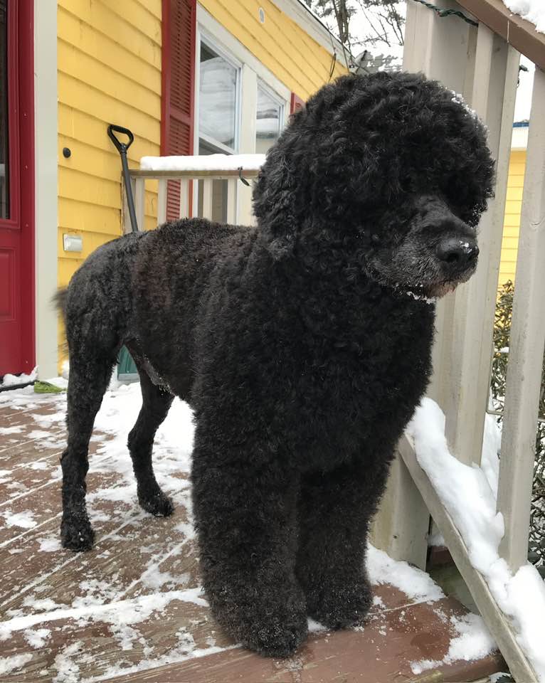 SD RACEN AI AV VPU AP6 UAGII SC PTE UWPS RATN NN UCDX URX3 CH UGWPCH UROG DAN DELION'S I SHOT THE SHERIFF SPOT-ON                                          SD RA