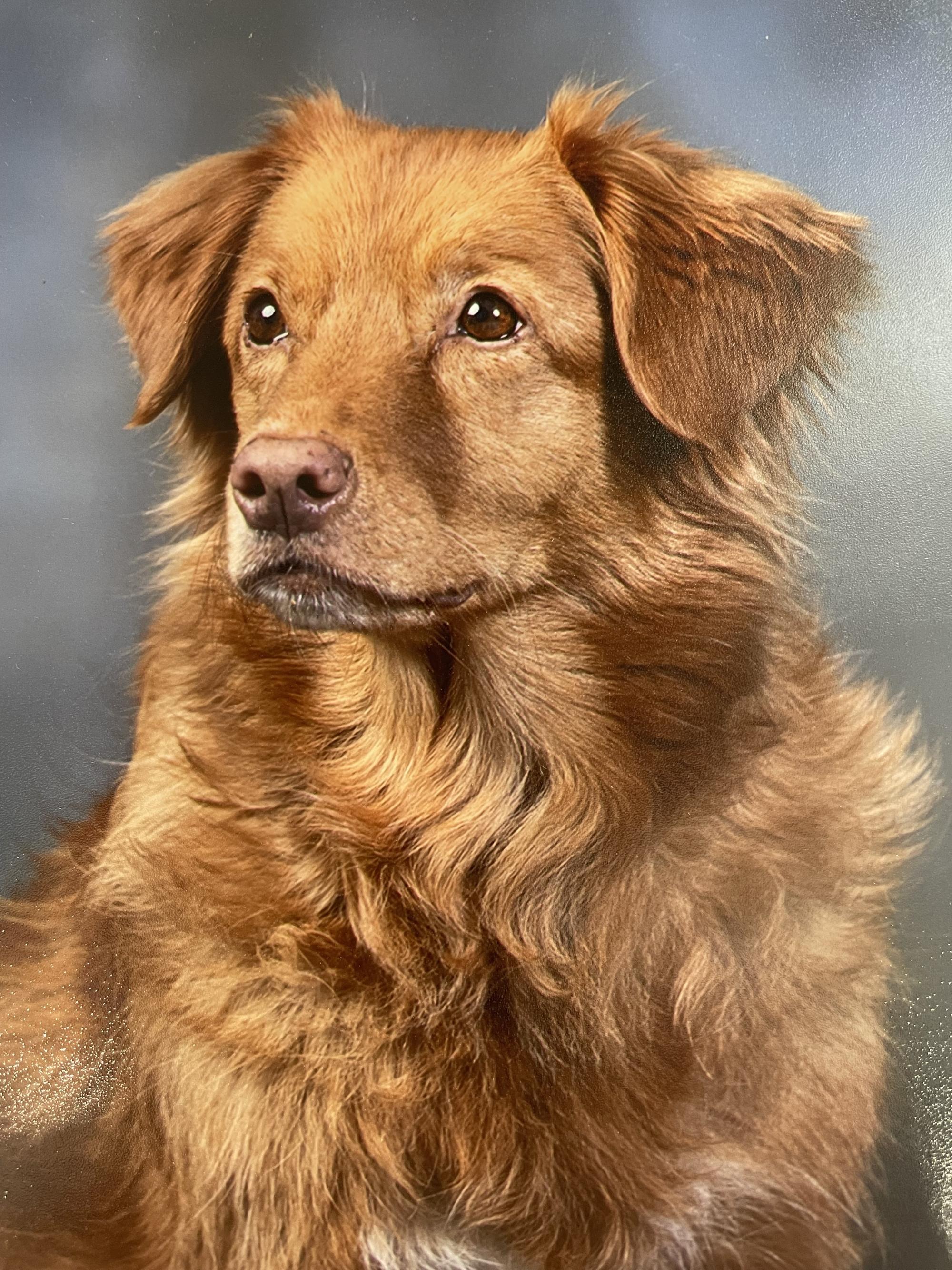 SD EE MN UJJ CA URO3 UACHX CH PINEHILL'S RIVER SONG SPOT