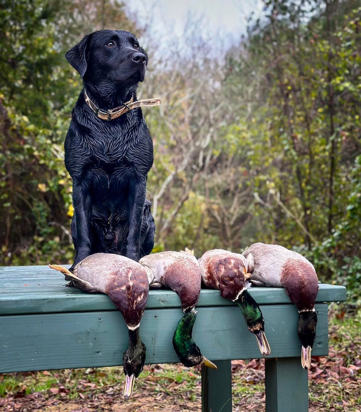 SD UCD BN ROM PN RACEN USJ UJJ CH SHR UWP WARRIOR RIVER YOU SHOULD BE HERE