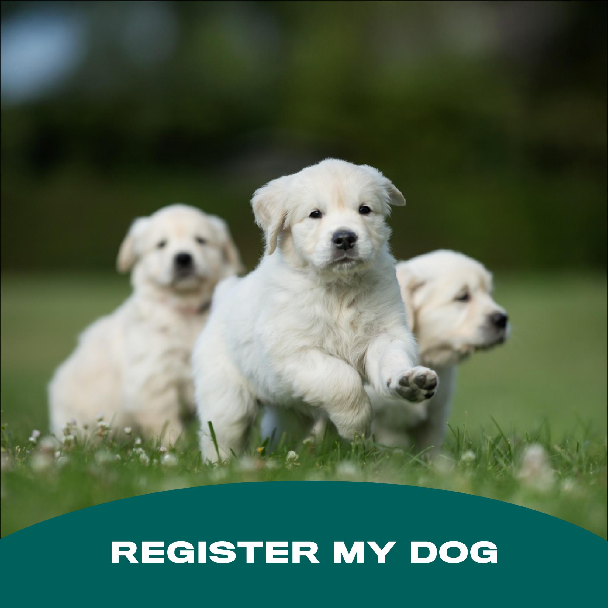 Register My Dog