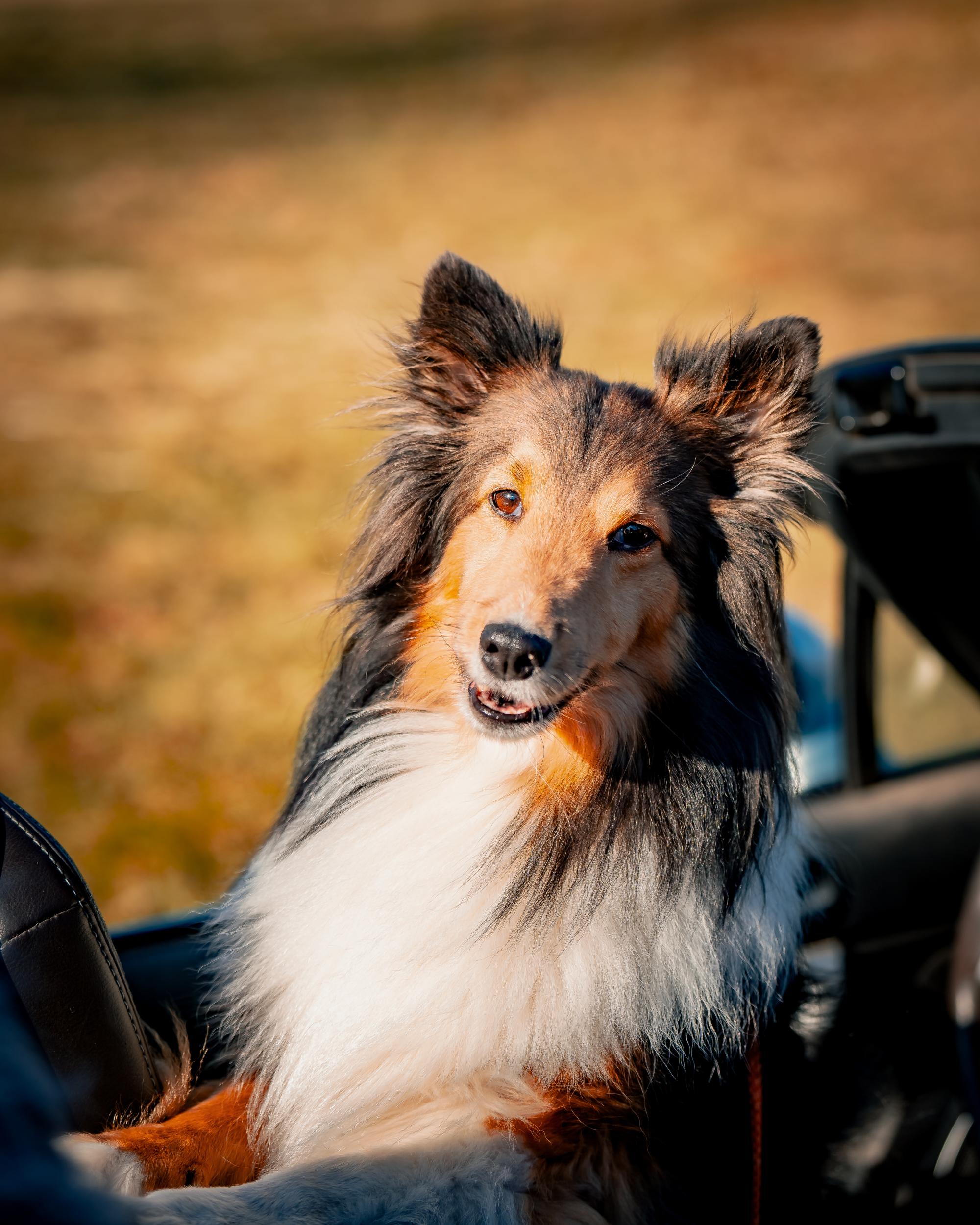 NH SD4 MCH PN RUSH LEAP ACH NNCH AP2 VPE NT UACH URO1 EN UWPCH ALCH CAS USR U FCH HOPES CARRY ME BACK SPOT-ON