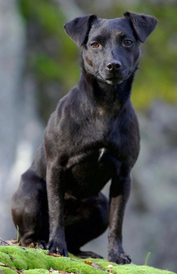 Tara the Terror of Oakleaf (P597558)