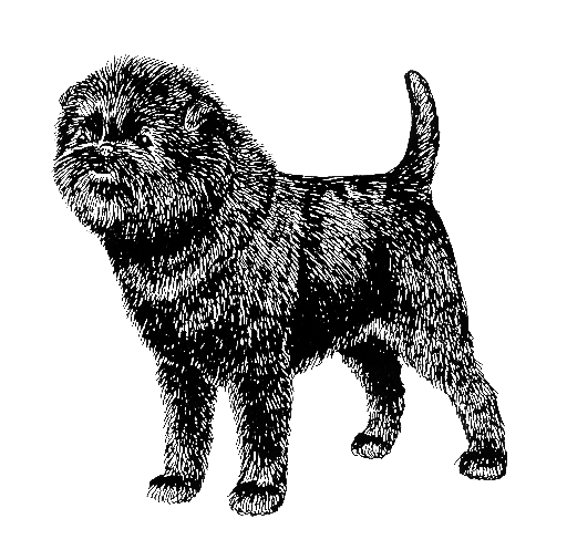 UKC Breed Standards: Affenpinscher