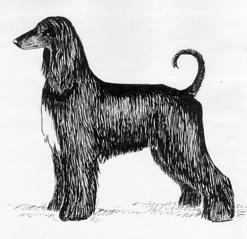 UKC Breed Standards: Afghan Hound