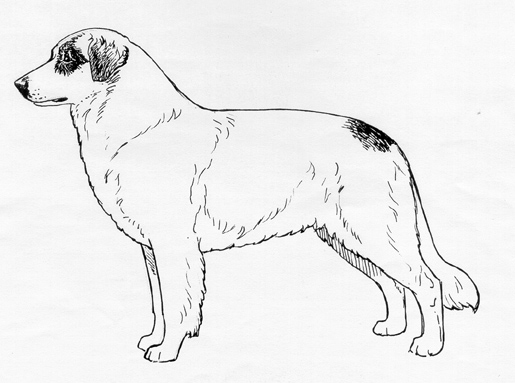 UKC Breed Standards: Atlas Mountain Dog