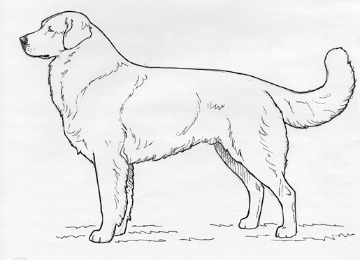 UKC Breed Standards: Akbash