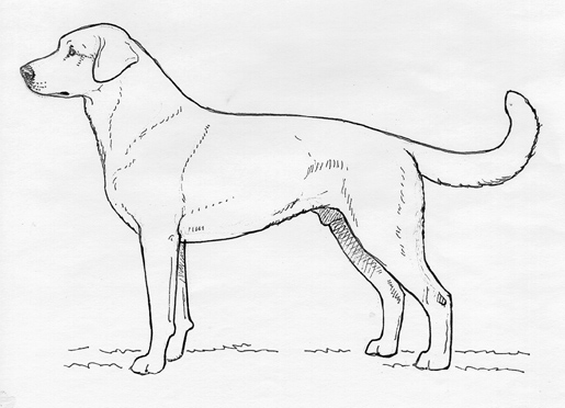 UKC Breed Standards: Akbash