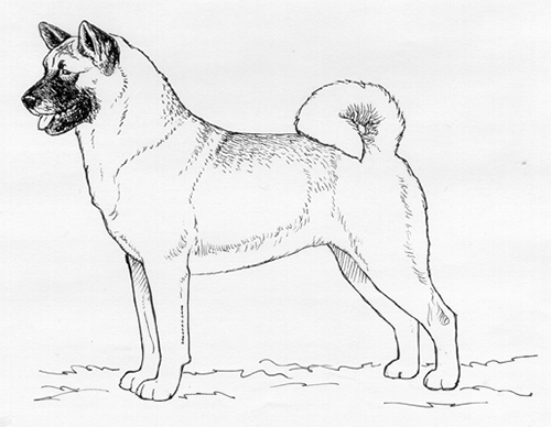 akita kennel club