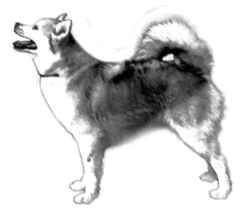 UKC Breed Standards: Alaskan Klee Kai Body UKC Breed Standards: Alaskan Klee Kai Body
