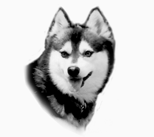 UKC Breed Standards: Alaskan Klee Kai head