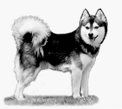 Alaskan Klee Kai Standard