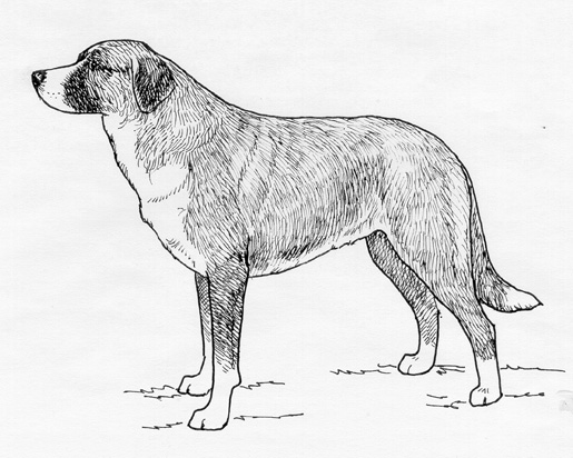 UKC Breed Standards: Aleutjo Mastiff