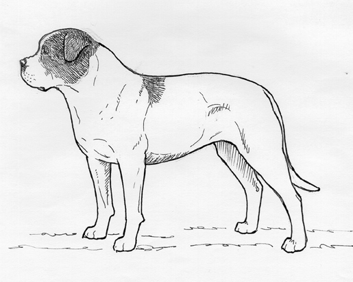 UKC Breed Standards: American Bulldog