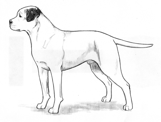 american bulldog kennel club