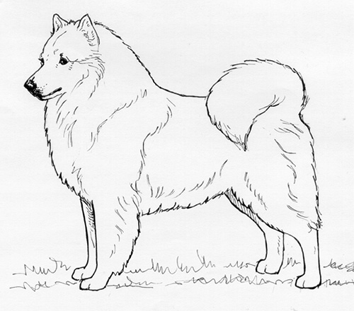 UKC Breed Standards: American Eskimo