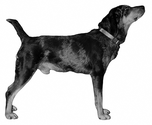 UKC Breed Standards: American Leopard Hound (tail example)
