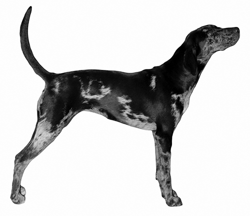 american leopard hound