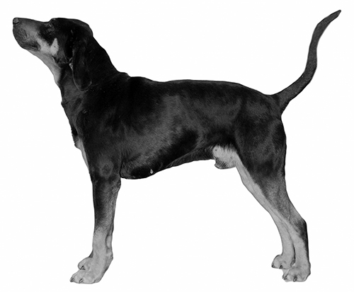 UKC Breed STandards: American Leopard Hound