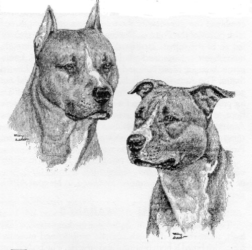 UKC Breed Standards: American Pit Bull Terrier (Head)