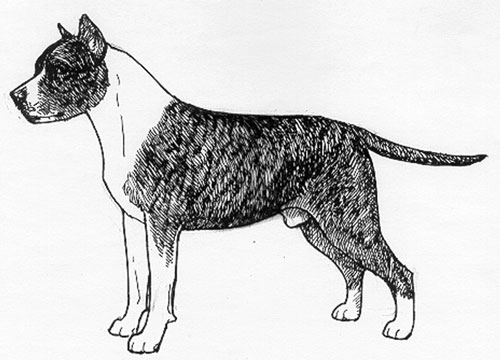 UKC Breed Standards: American Pit Bull Terrier UKC Breed Standards: American Pit Bull Terrier