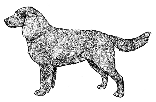 UKC Breed Standards: American Water Spaniel