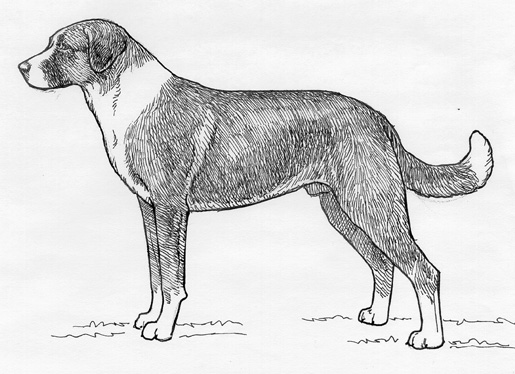 UKC Breed Standards: Anatolian Shepherd