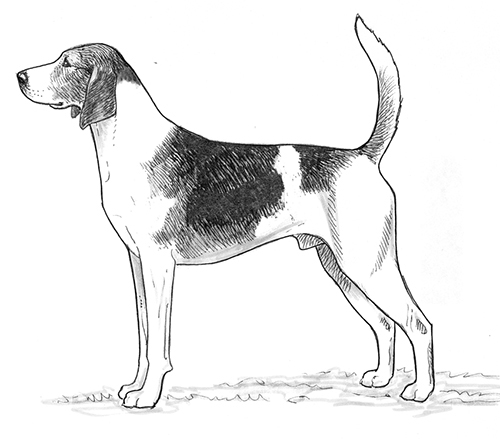 UKC Breed Standards: Anglo Francais de Petite Venerie