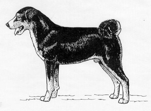 UKC Breed Standards: Appenzeller