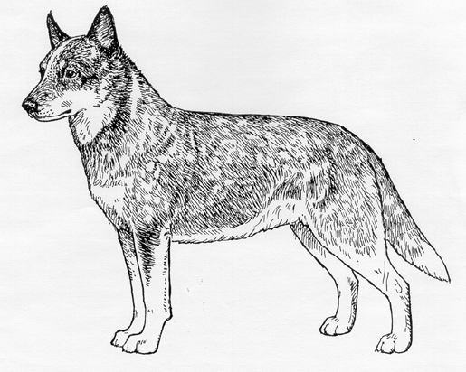 Breed Standards : Australian Cattle Dog United Kennel 