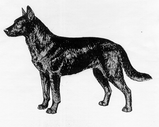 UKC Breed Standards: Australian Kelpie