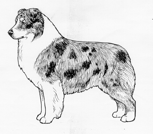 Breed Standards : Australian Shepherd | United Kennel Club