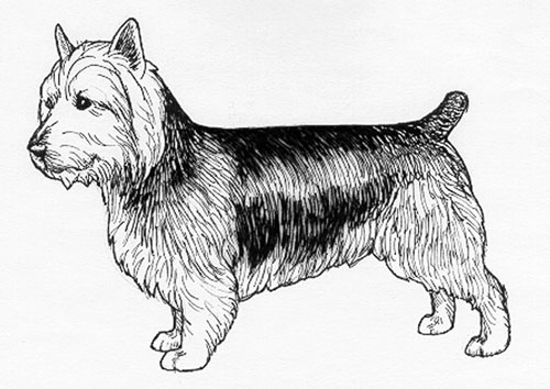 UKC Breed Standards: Australian Terrier