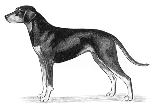 UKC Breed Standards: Austrian Black and Tan Hound